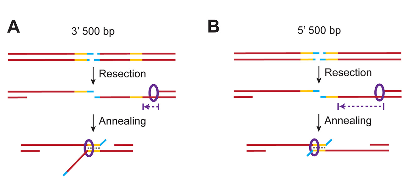 Models for Marcal1 in ssDNA annealing