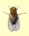 Flies