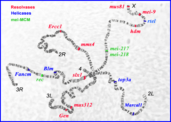 Gene map