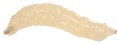 Wild-type larva