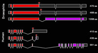 Drosophila RecQ5 Splicing