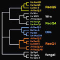 The RecQ helicase family