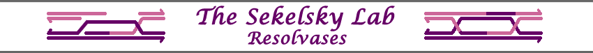 Resolvases