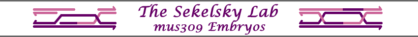 Embryos lacking DmBLM